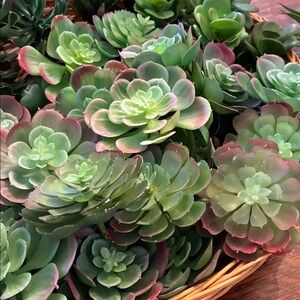 Faux Succulents 25 Pieces for Home Decor
